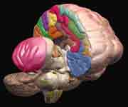 brain inside